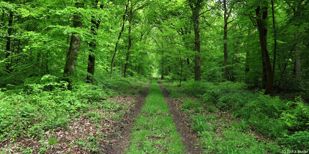 Forêt de la Londe-Rouvray (Allée 2)