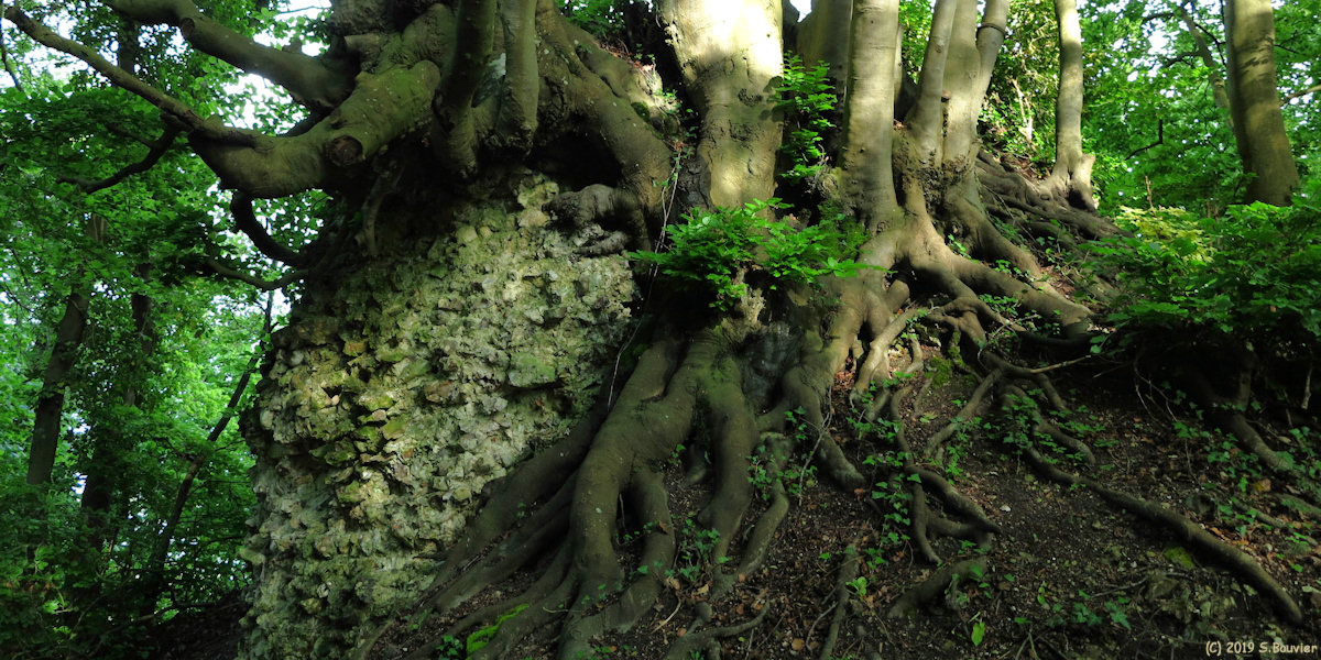 Forêt de la Londe-Rouvray (Hêtre)