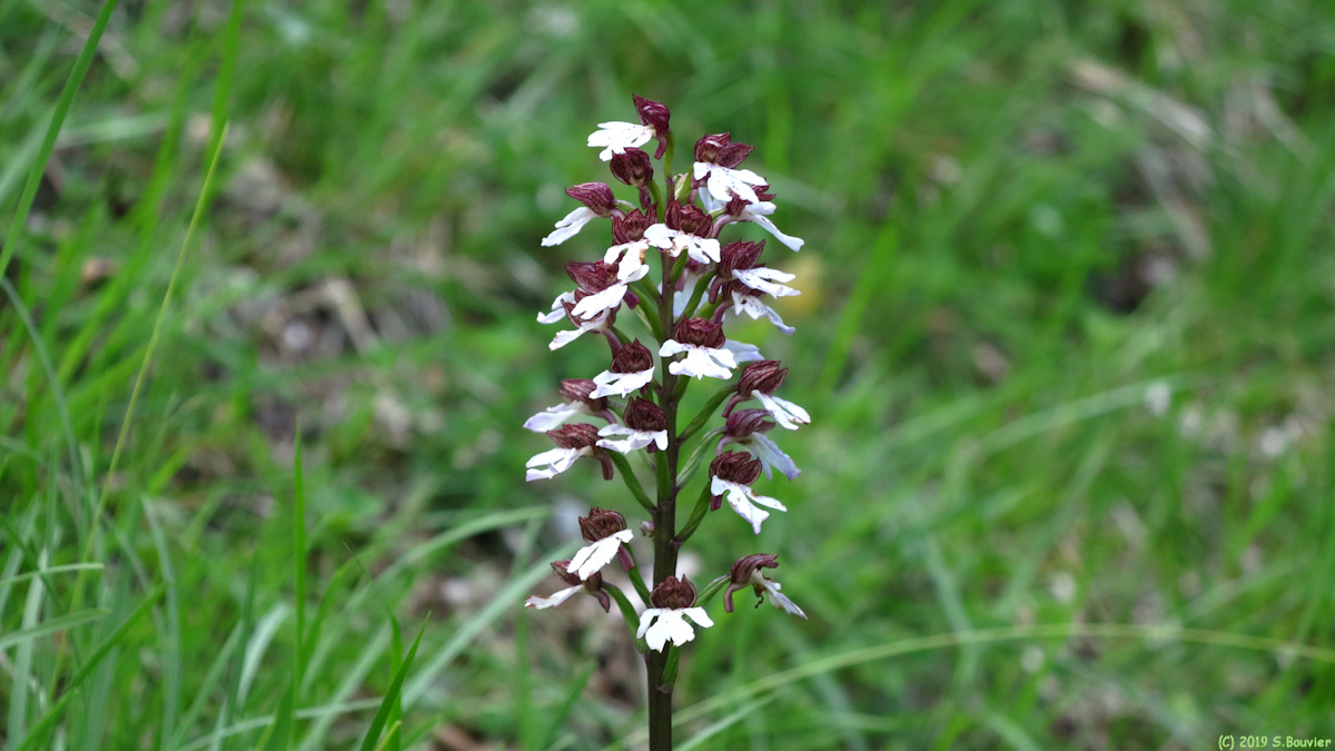 Orival (Orchis Pourpre)