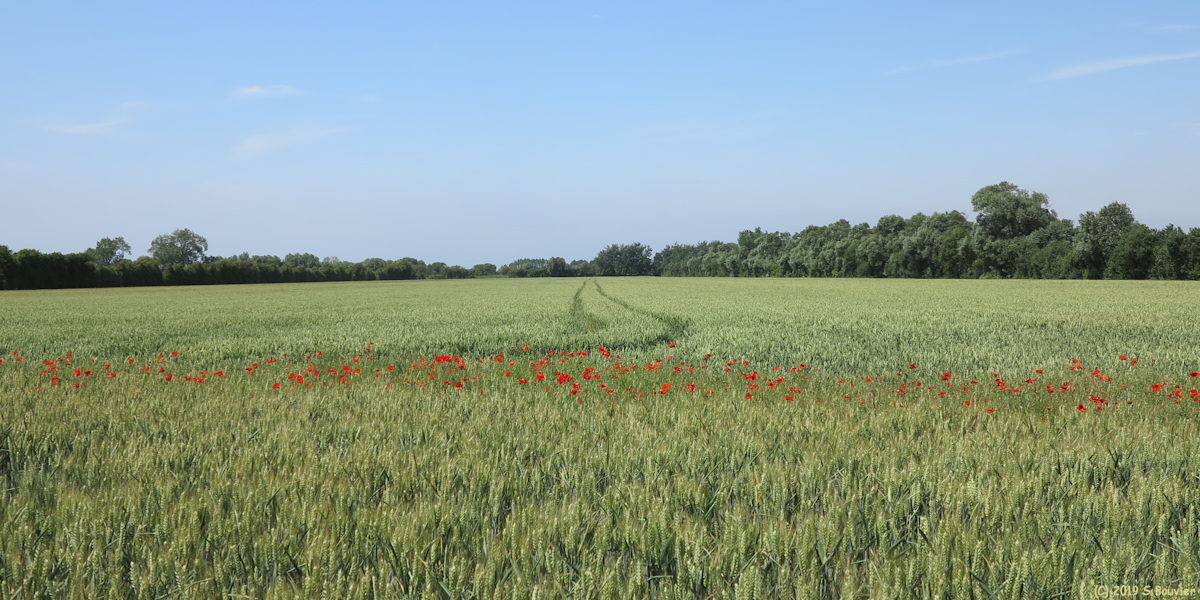 Quend (Coquelicots)