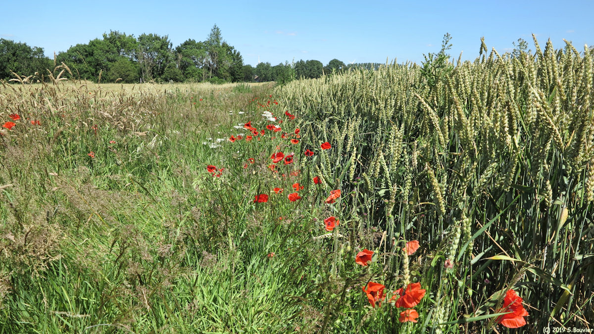 Eu (Coquelicots)