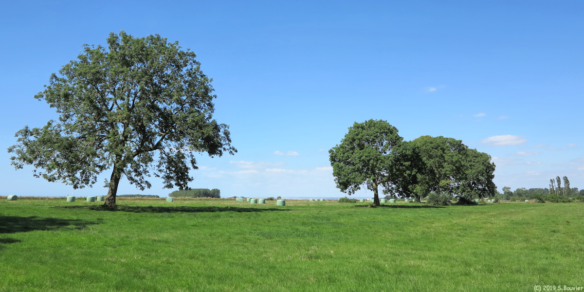 Friaucourt (Prairie)