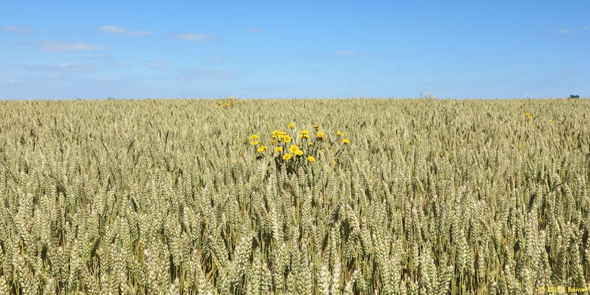 Ault (Fleurs jaunes)
