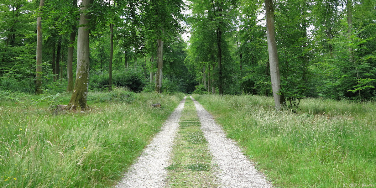 Forêt d'Arques (Route 2)