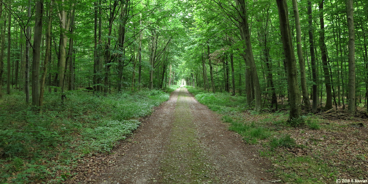 Forêt d'Arques (Route)