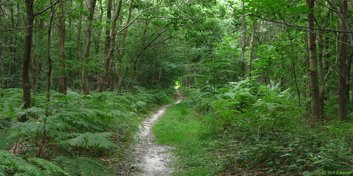 Forêt d'Arques (Sentier)
