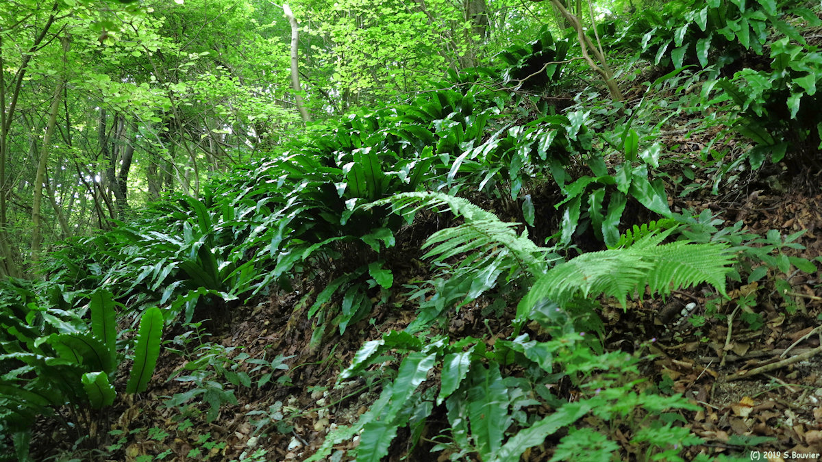 Forêt d'Arques (Scolopendres)