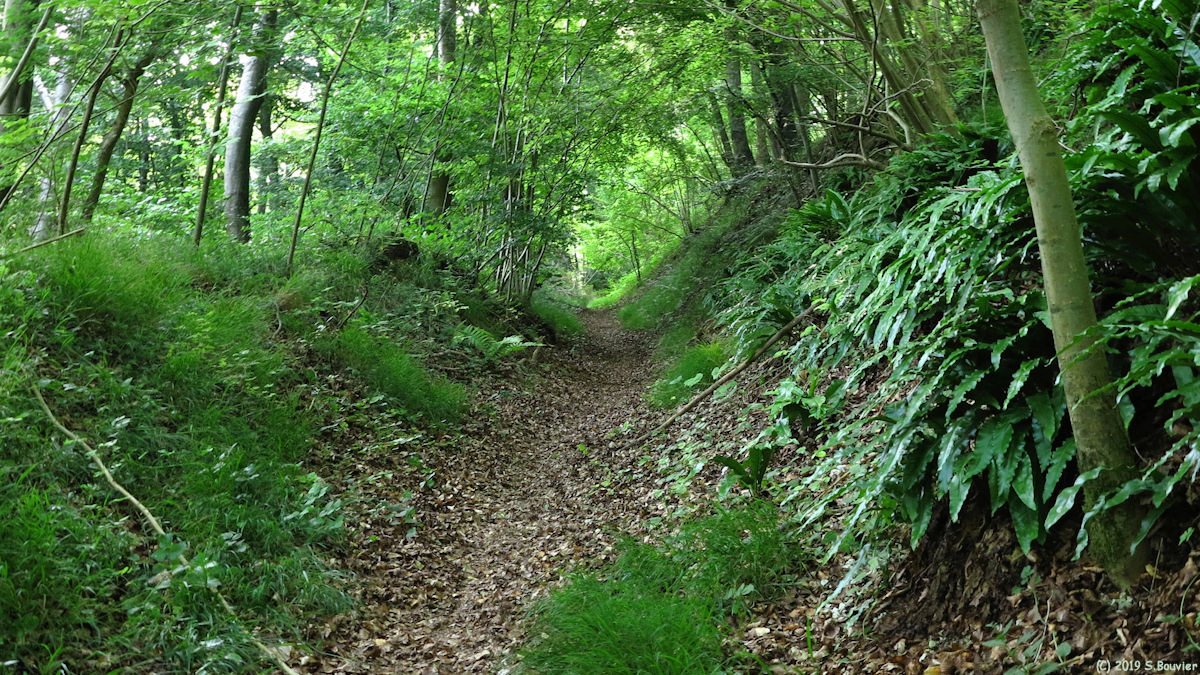 Forêt d'Arques (Sentier)