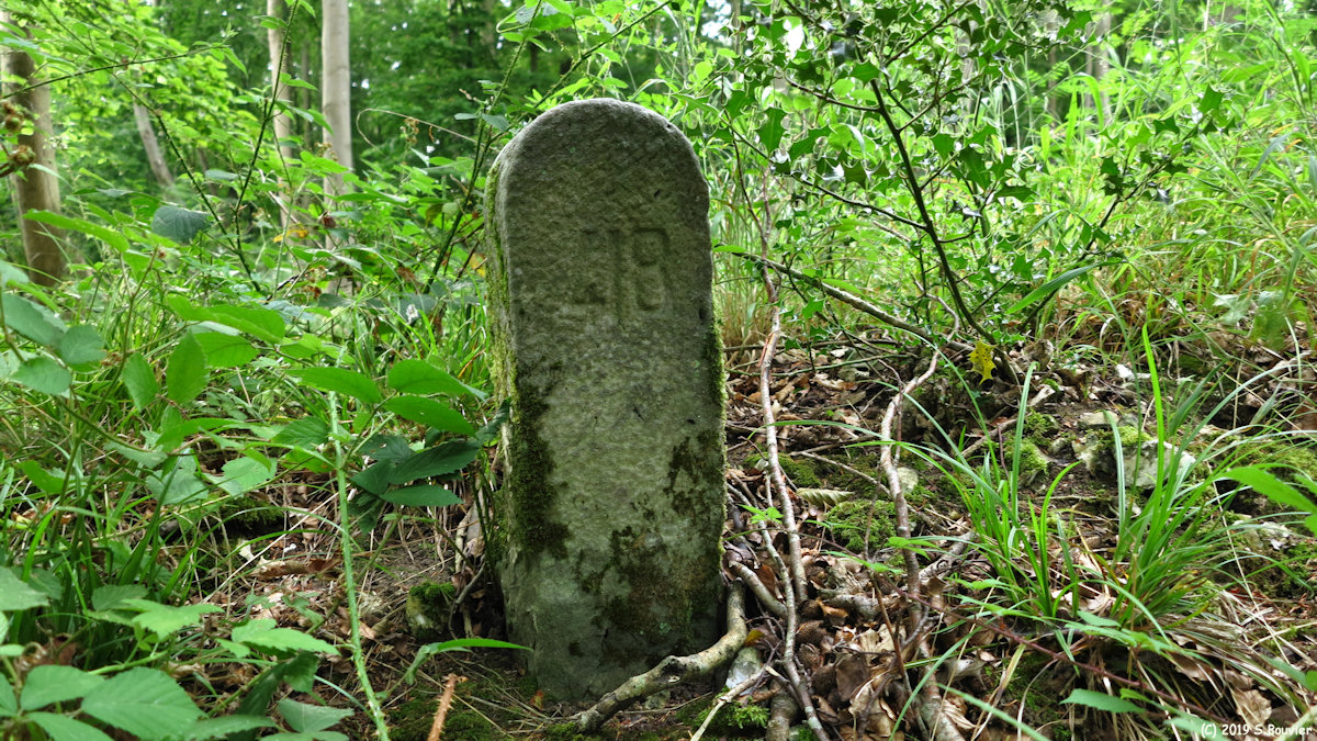 Forêt d'Arques (Borne)