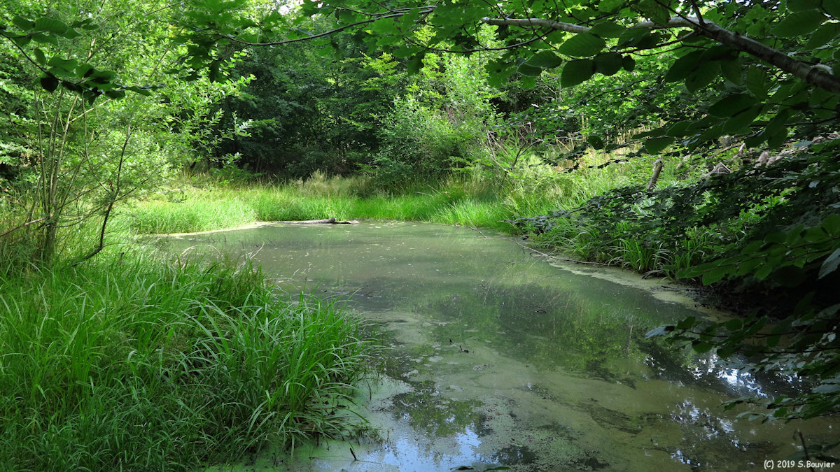 Forêt d'Arques (Porteuse d'Eau, Mare)