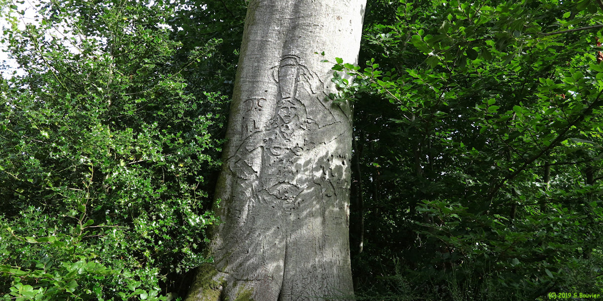 Forêt d'Arques (Porteuse d'Eau, Hêtre)