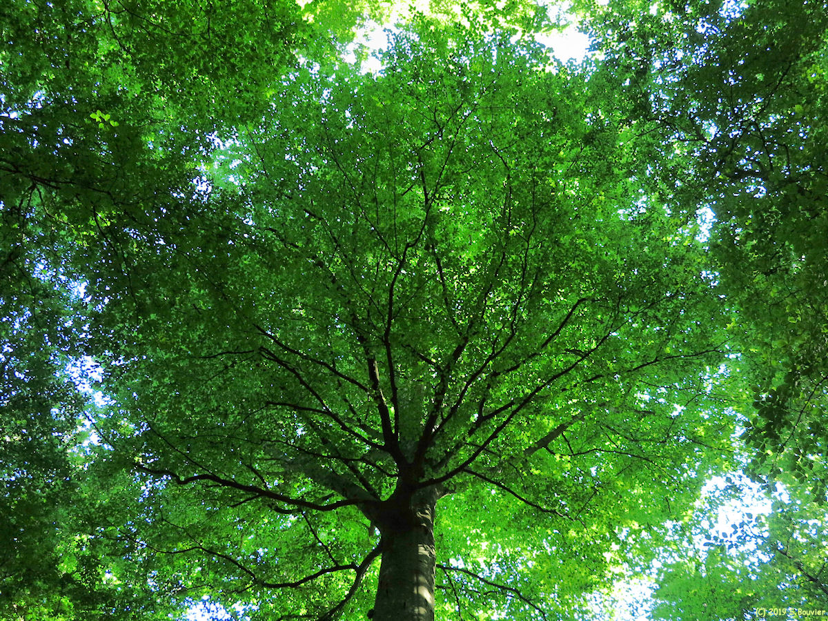 Forêt d'Arques (Montariol, Hêtre 1)