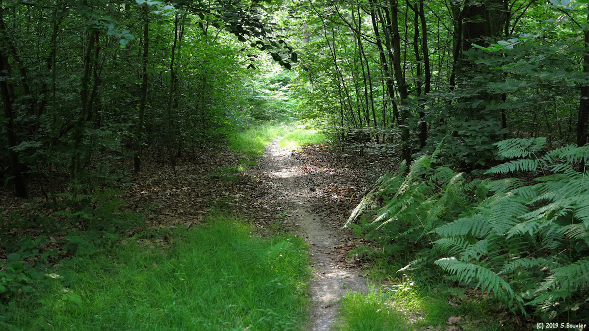 Forêt d'Arques (Sentier 1)