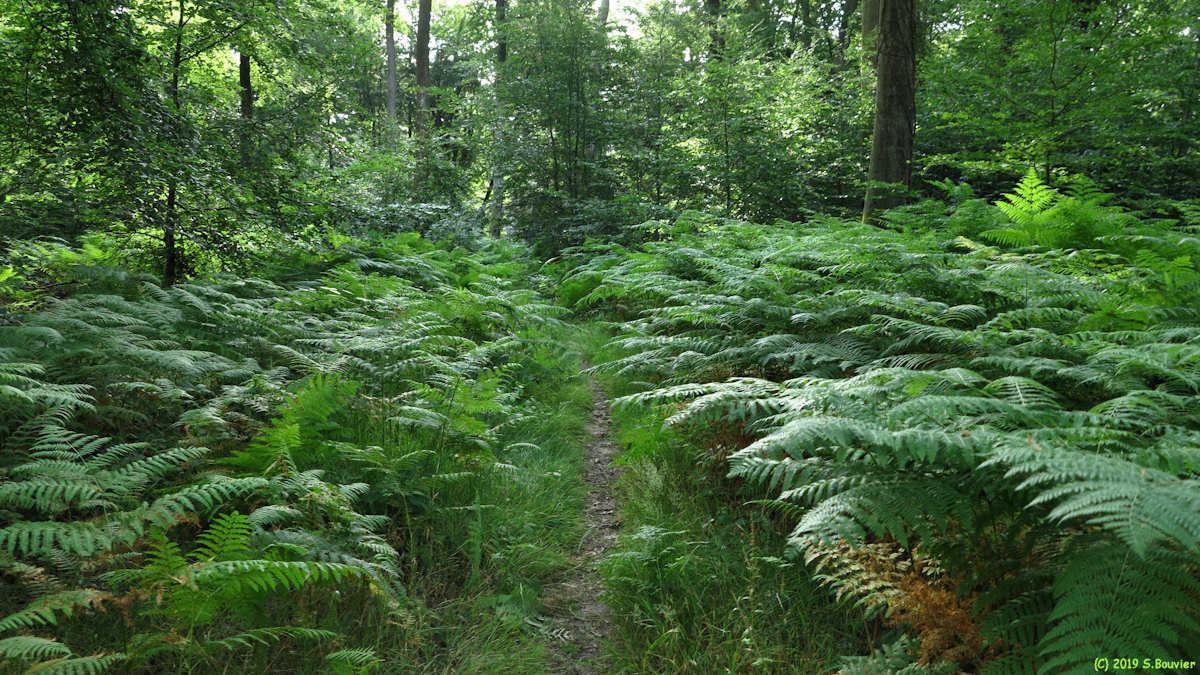 Forêt d'Arques (Sentier 2)