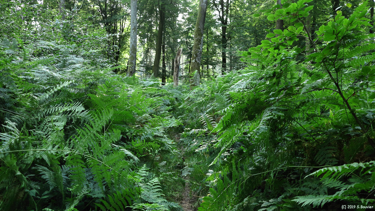 Forêt d'Arques (Sentier 3)