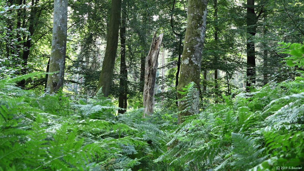 Forêt d'Arques (Sentier 4)