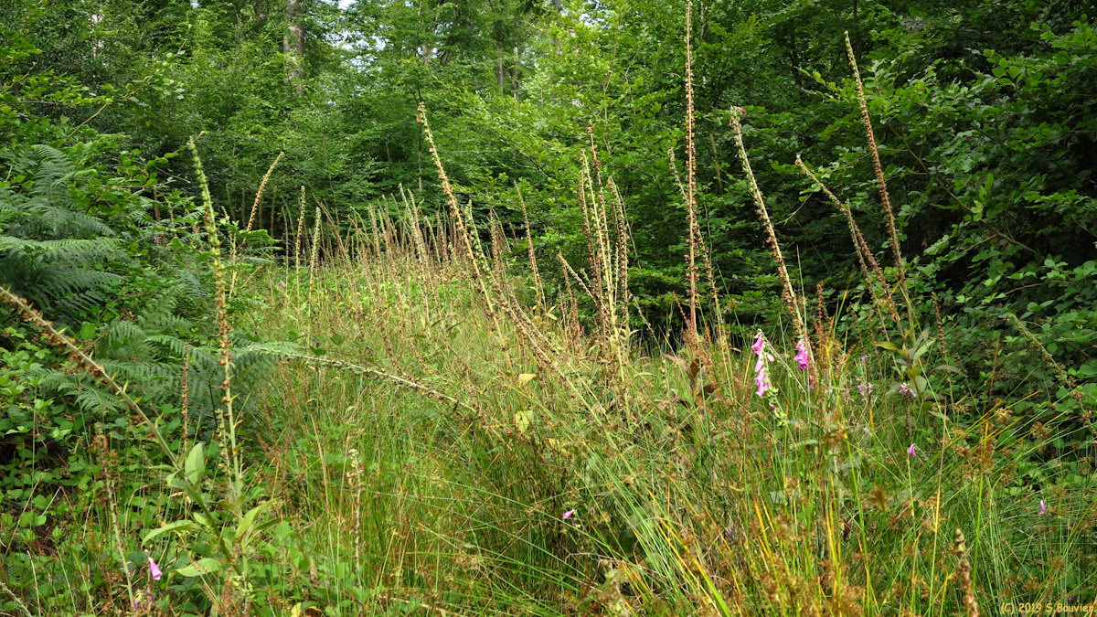 Forêt d'Arques (Digitales)