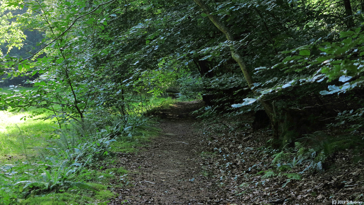 Forêt d'Arques (Sentier 1)
