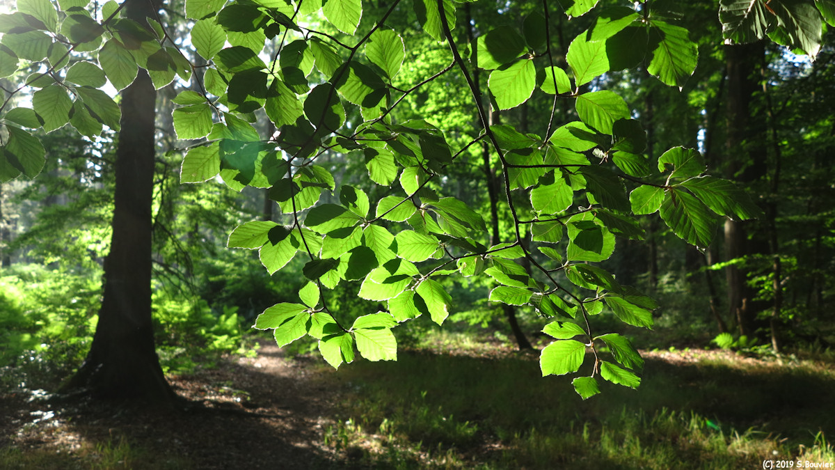 Forêt d'Arques (Branche)