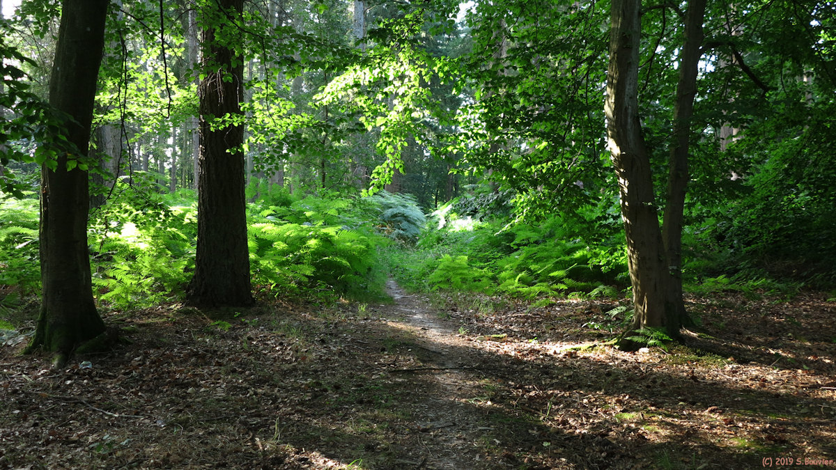 Forêt d'Arques (Sentier 2)