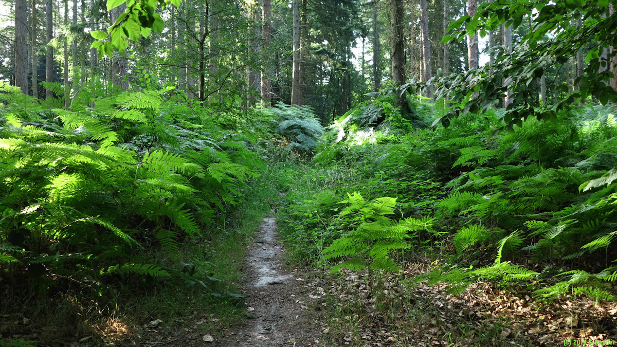 Forêt d'Arques (Sentier 3)