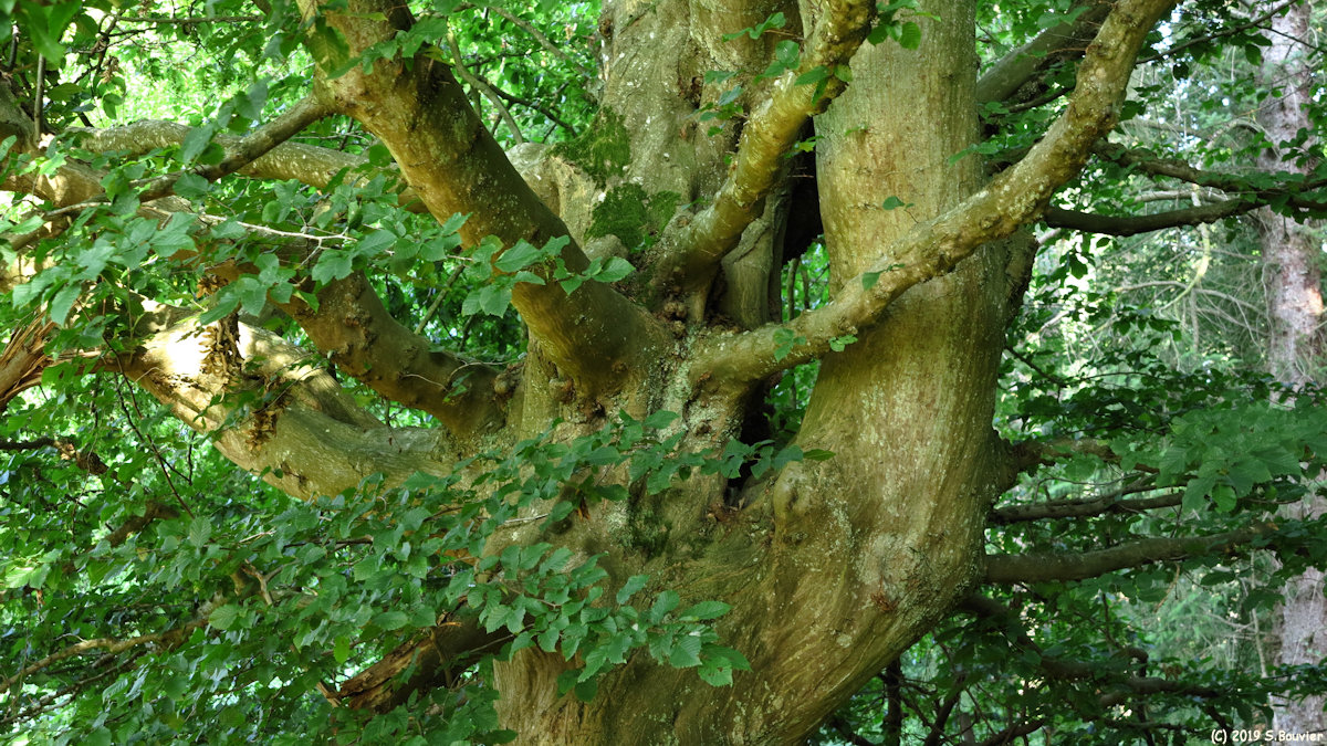 Forêt d'Arques (Charme)