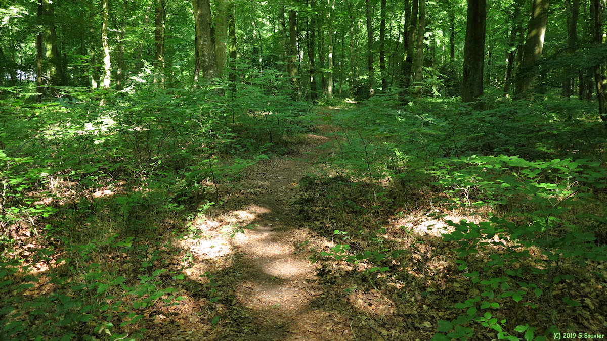 Forêt d'Arques (Sentier 4)