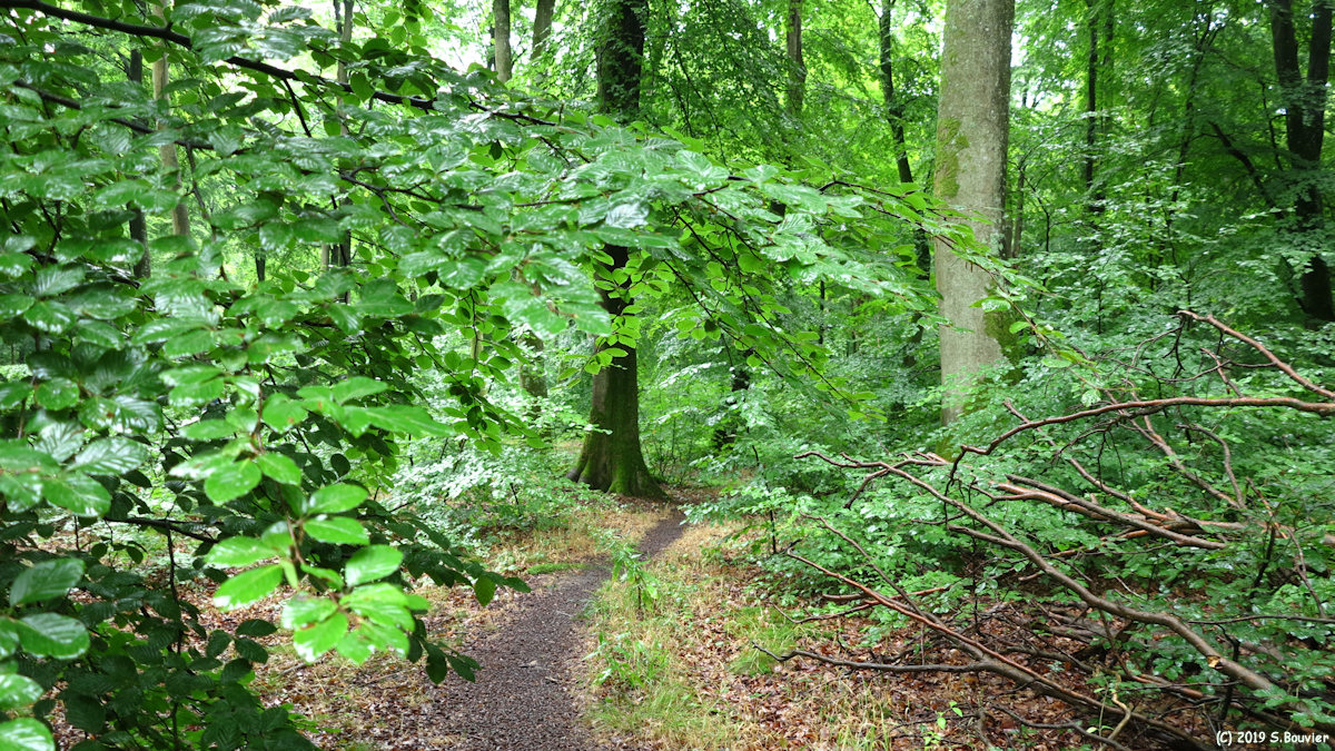 Forêt d'Arques (Sentier 1)