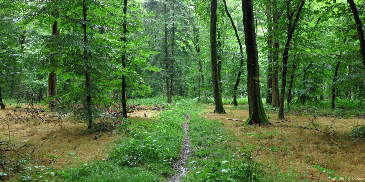 Forêt d'Arques (Sentier 2)