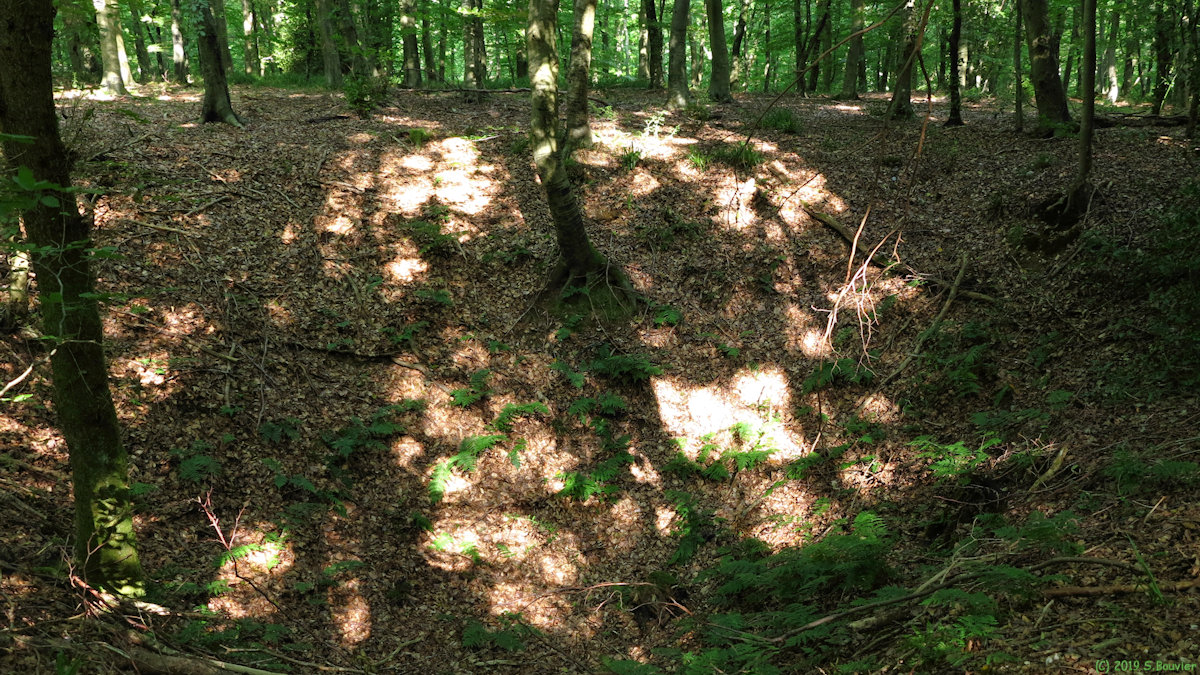 Forêt d'Arques (Cercle)