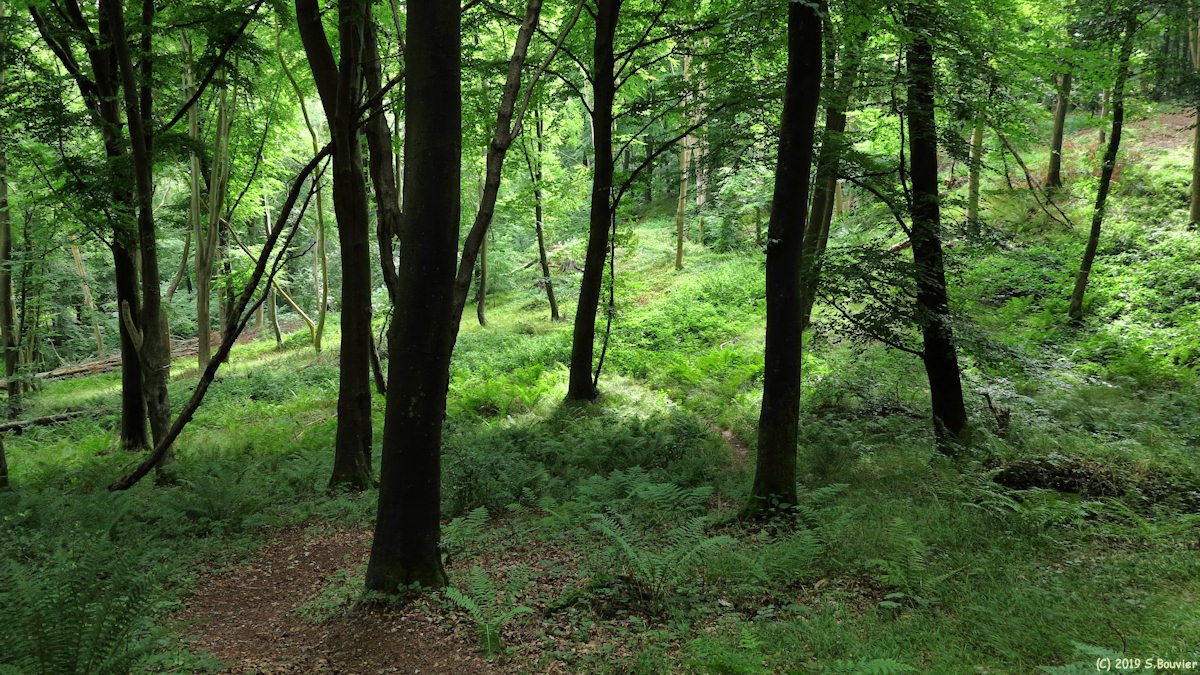 Forêt d'Arques (Sentier 1)