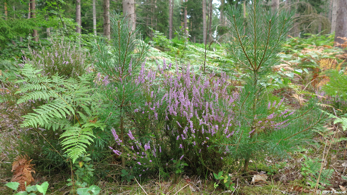 Forêt d'Arques (Bruyère)