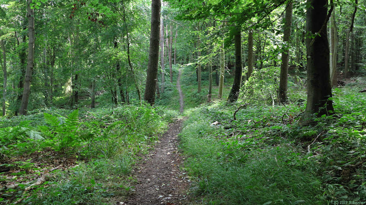 Forêt d'Arques (Sentier 2)
