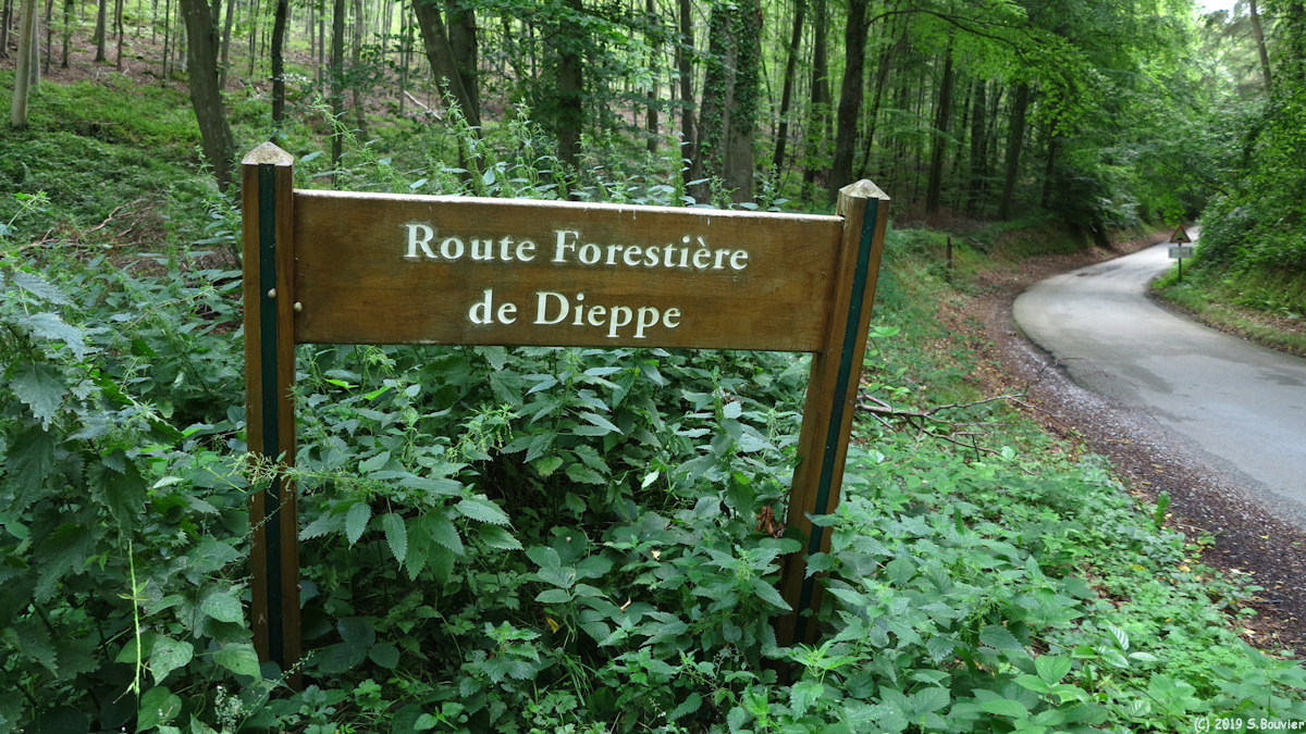 Forêt d'Arques (Panneau 2)