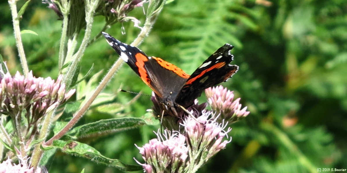 Forêt d'Arques (Papillon)