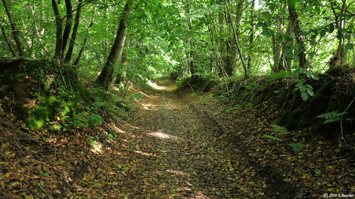 Saint Vaast Dieppedalle (Chemin)