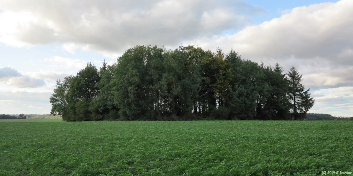 Grainville la Teinturière (Garenne)