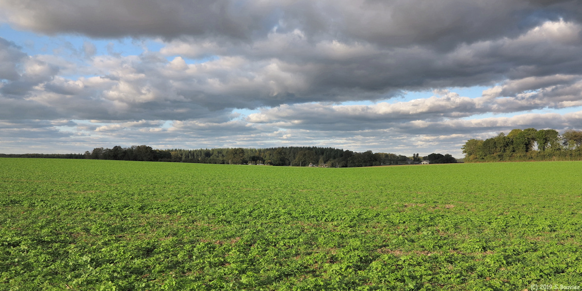 Grainville la Teinturière (Beaudrouard)