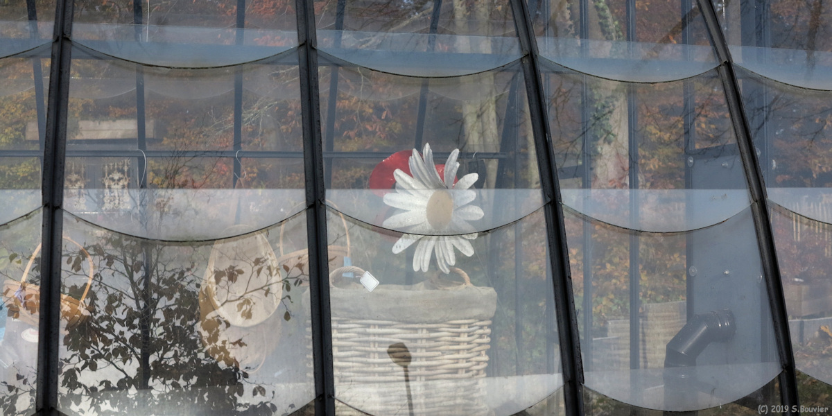Varengeville sur Mer (Marguerite)