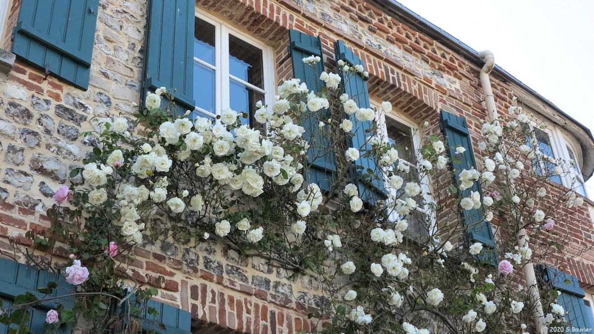 Veules les Roses (Roses)