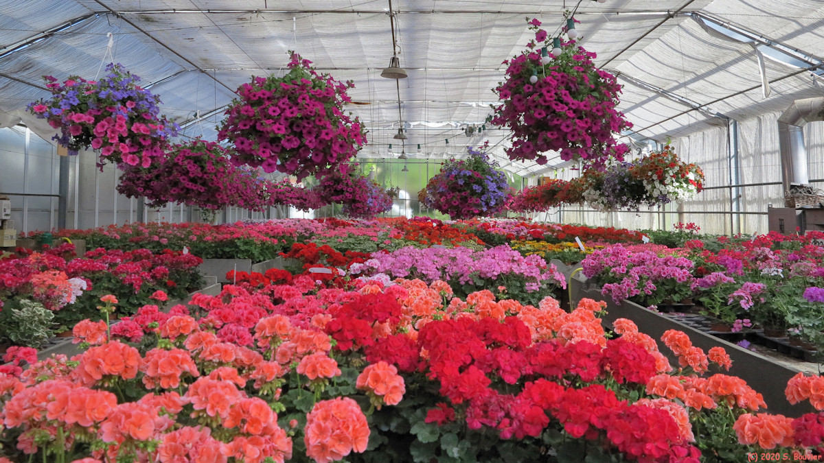 Veules les Roses (Pélargoniums)