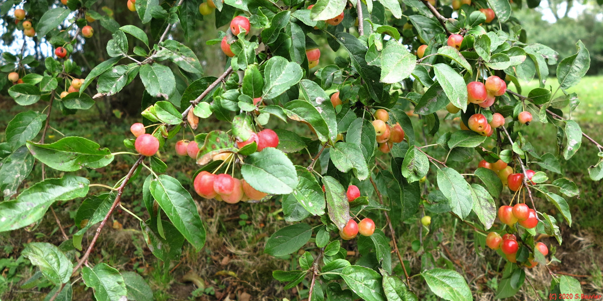 Longueil (Pommes)