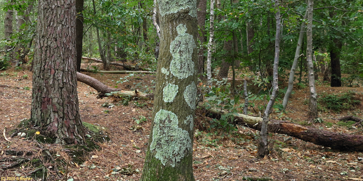 Sainte Marguerite sur Mer (Lichen)