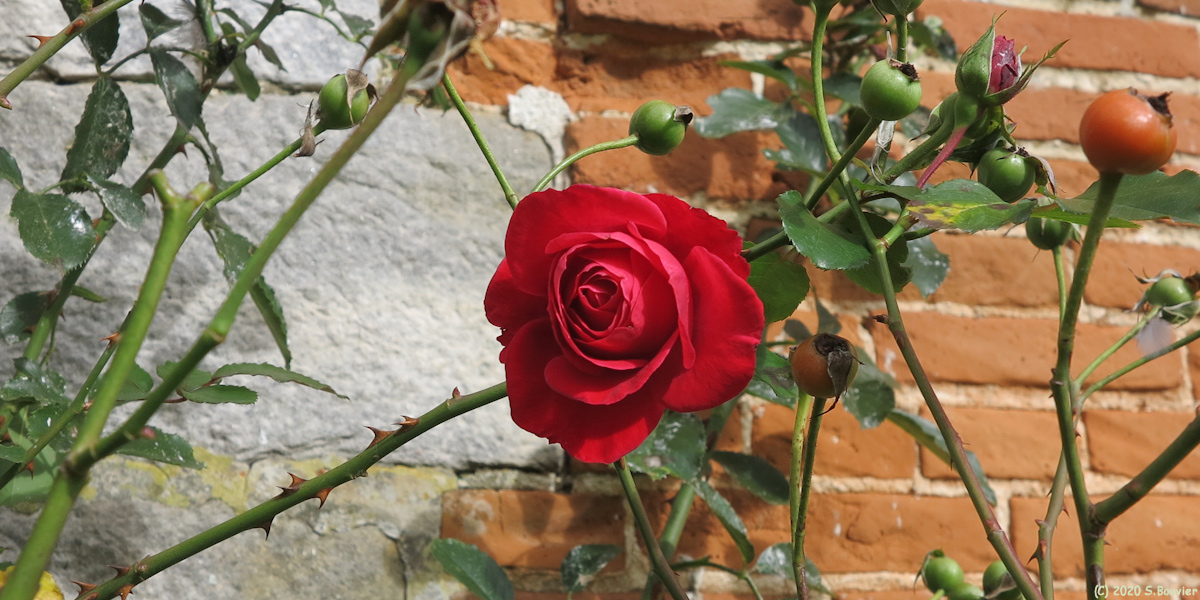 Offranville (Rose)
