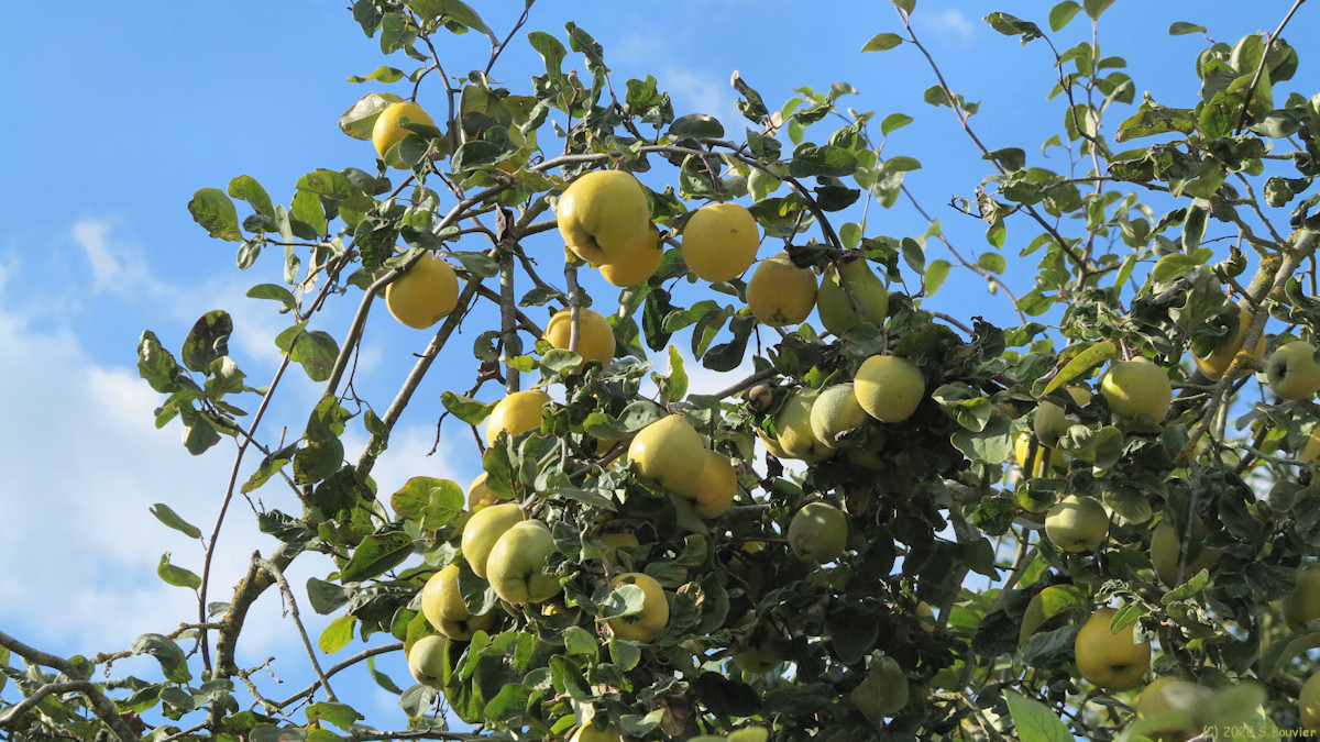 Gueures (Coings)