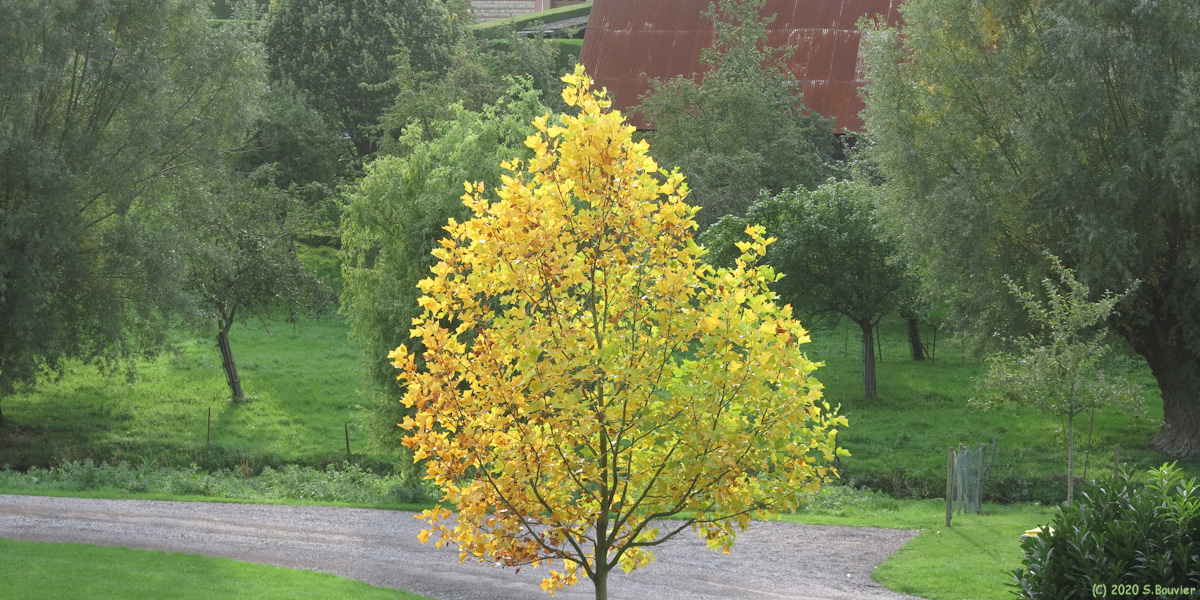Lammerville (Erable)