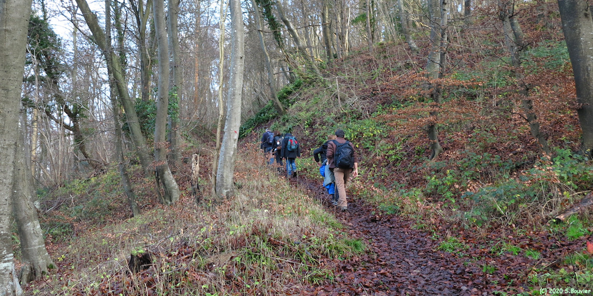 Forêt d'Arques (Sentier)