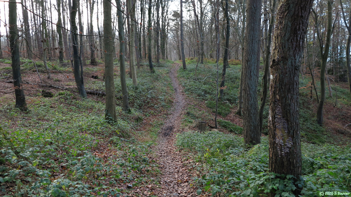 Forêt d'Arques (Laie)