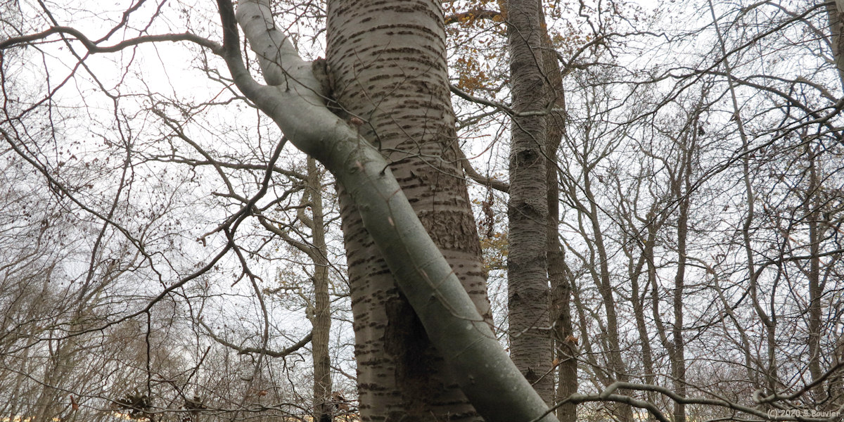 Forêt d'Arques (Deux Troncs)