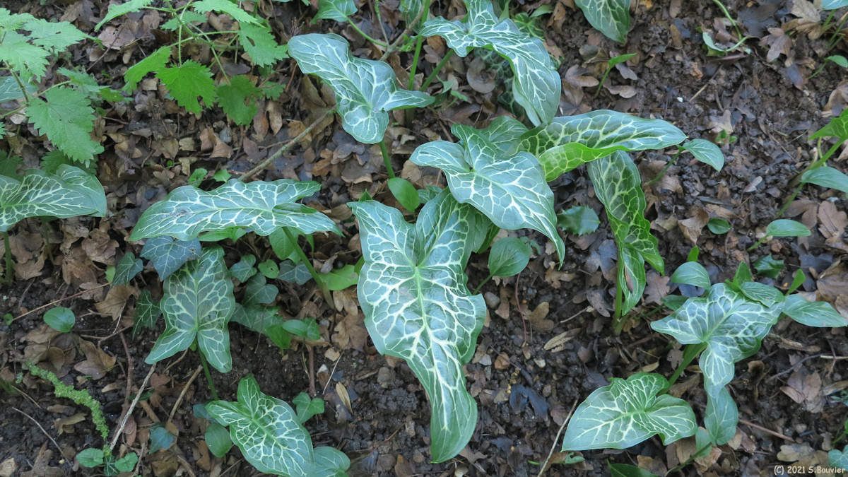 Martigny (Arum)